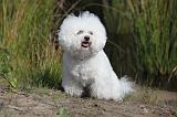 BICHON FRISE 323